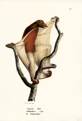 Lêmure Voador, 1824